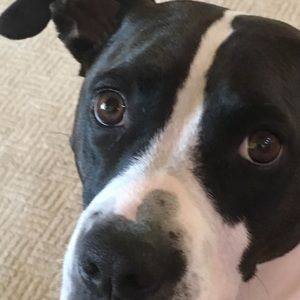 Meet your Posher, Heidi